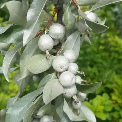 ЛОХ СЕРЕБРИСТЫЙ в Фаниполе