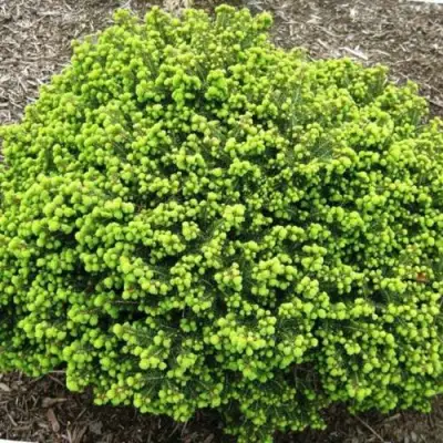 Ель ЛИТЛ ДЖЕМ обыкновенная в Фаниполе