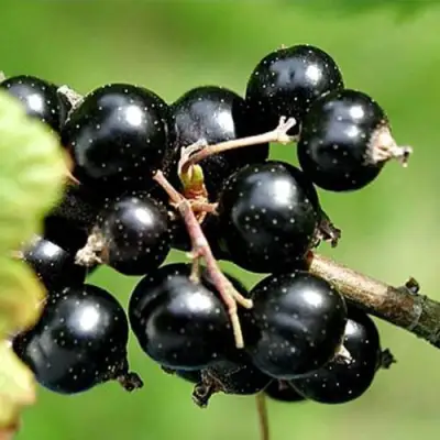 Смородина чёрная ЦЕРЕРА в Фаниполе