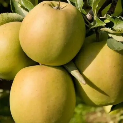 Яблоня МУТСУ в Фаниполе