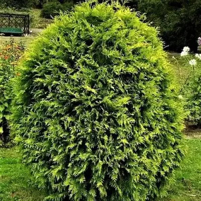 Туя ТИП ТОП западная в Фаниполе