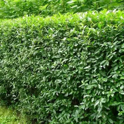 Бирючина обыкновенная в Фаниполе