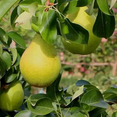 Груша ДОБРЯНКА в Фаниполе