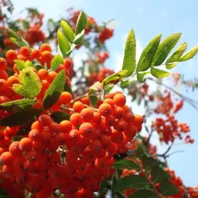 Рябина ВЕФЕД сладкоплодная в Фаниполе