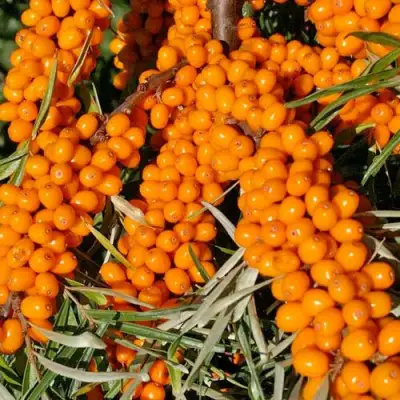 Облепиха ЕЛИЗАВЕТА в Фаниполе