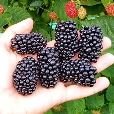 Ежевика ОУАЧИТА бесшипная  в Фаниполе