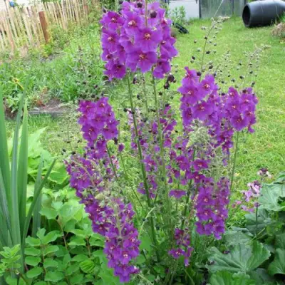 Коровяк ВИОЛЕТТА (вербаскум) в Фаниполе