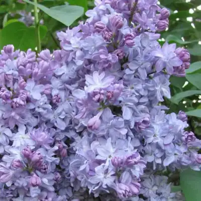 Сирень НЕБО МОСКВЫ в Фаниполе