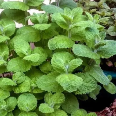 Мята яблочная в Фаниполе