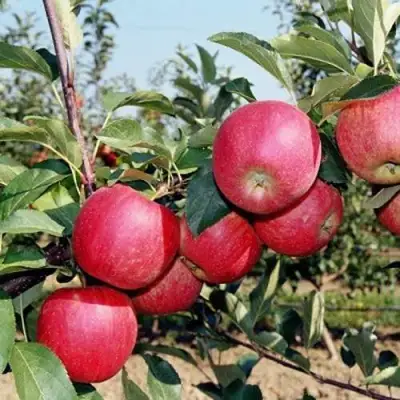 Яблоня АПОРТ в Фаниполе