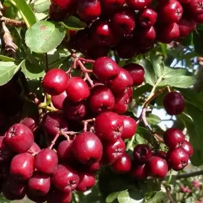 Рябина ГРАНАТНАЯ сладкоплодная в Фаниполе