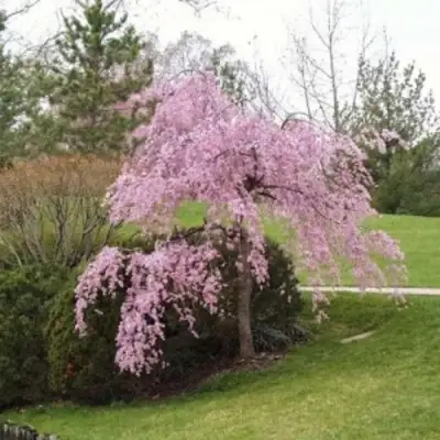 Сакура КИКУ ШИДАРЕ в Фаниполе