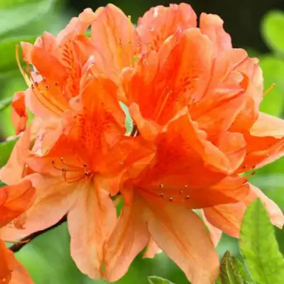 Азалия ГЕЙША ОРАНЖ японская в Фаниполе