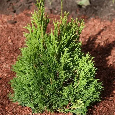 Туя МИКИ западная в Фаниполе