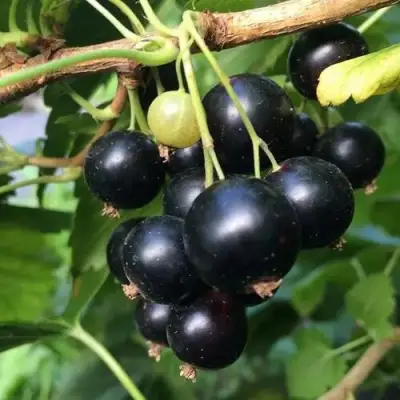 Смородина чёрная ДАБРАДЗЕЯ в Фаниполе