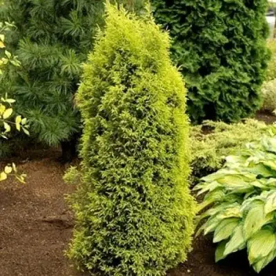 Можжевельник ГОЛД КОН обыкновенный в Фаниполе