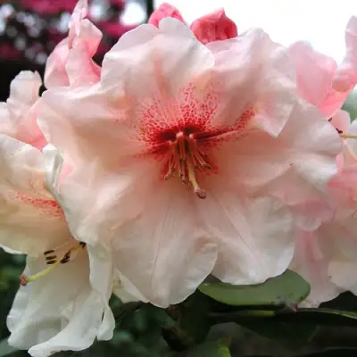 Рододендрон ХАНЯ	 в Фаниполе