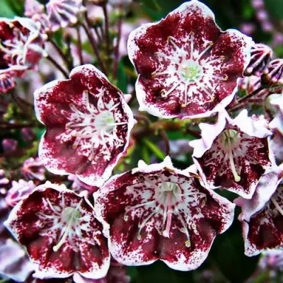 Кальмия БЛЕК ЛЕЙБЛ  в Фаниполе