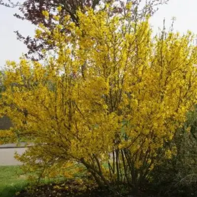 Форзиция КАМСОН промежуточная в Фаниполе