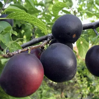 Абрикос МОНАРЕЗИ в Фаниполе