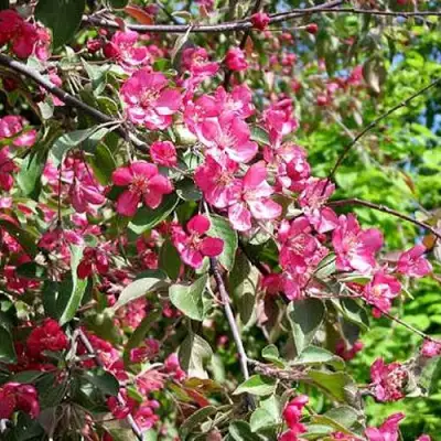 Яблоня КИТАЙКА ДОЛГО декоративная в Фаниполе