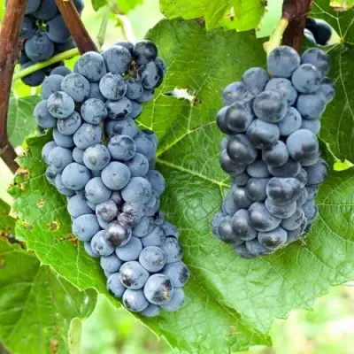 Виноград ВЭЛИАНТ в Фаниполе