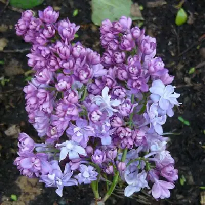 Сирень НАДЕЖДА в Фаниполе