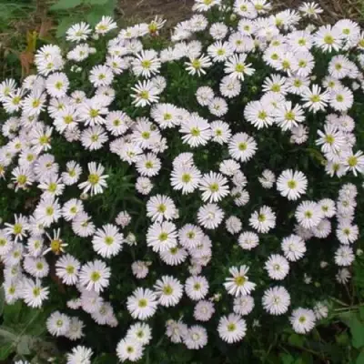 Астра ВАЙС многолетняя в Фаниполе