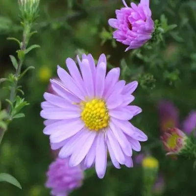 Астра СТРОУБЕРРИ ЭНД КРИМ новобельгийская в Фаниполе