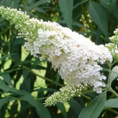 Буддлея давида ВАЙТ ПРОФЬЮЖН в Фаниполе