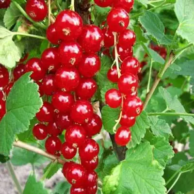 Смородина красная ФЕРТОДИ в Фаниполе