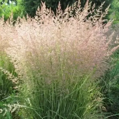 Вейник ОВЕРДАМ остроцветковый в Фаниполе