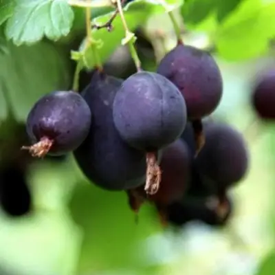 Крыжовник ЧЕРНОМОР в Фаниполе