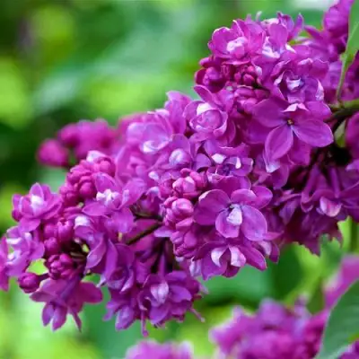 Сирень ОГНИ ДОНБАССА в Фаниполе