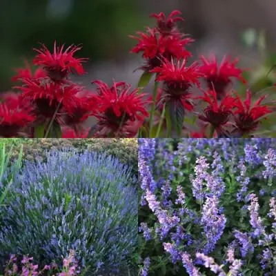 Комплект АРОМАТНЫЙ ЧАЙ в Фаниполе