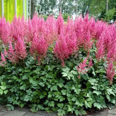 Астильба ВИЖНС ИН ПИНК китайская в Фаниполе