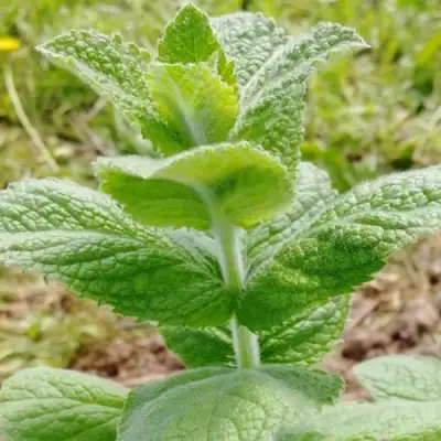 Мята яблочная в Фаниполе