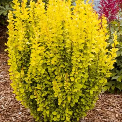 Барбарис ГОЛДЕН ТОРЧ тунберга в Фаниполе