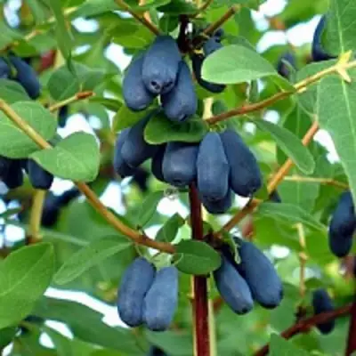 Жимолость съедобная АМФОРА в Фаниполе