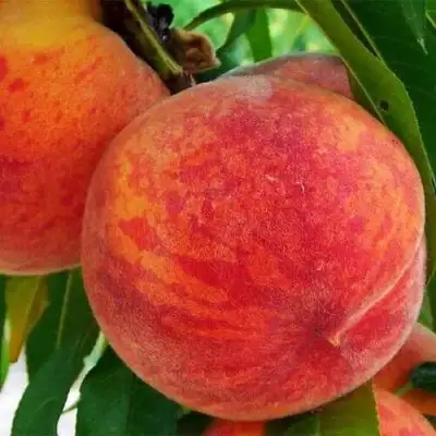 Персик ЗОЛОТОЙ ЮБИЛЕЙ в Фаниполе