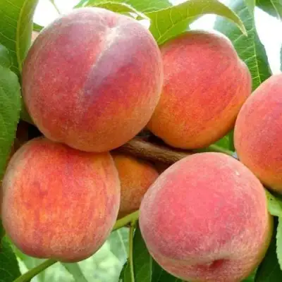 Персик ВАЙН ГОЛД Т3 в Фаниполе