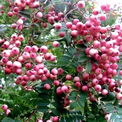 Рябина COREAL сладкоплодная  в Фаниполе