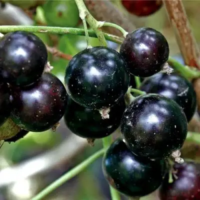 Смородина чёрная ЧЕРЕШНЁВАЯ в Фаниполе