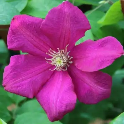 Клематис ЭРНЕСТ МАРКХАМ в Фаниполе