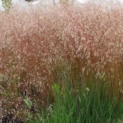 Щучка извилистая в Фаниполе