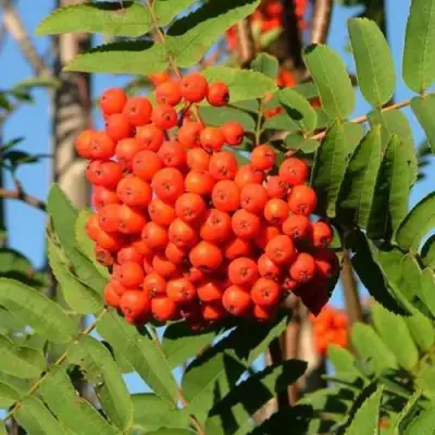 Рябина САХАРНАЯ ПЕТРОВА сладкоплодная в Фаниполе