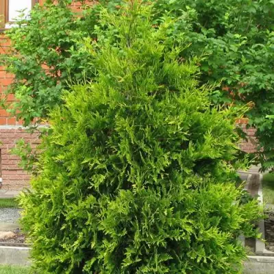 Туя АНЯ (АНИЕ) западная в Фаниполе