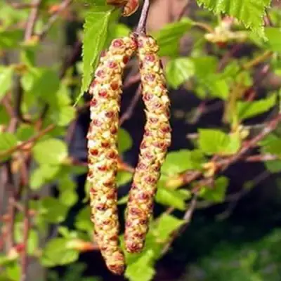 Береза бородавчатая в Фаниполе