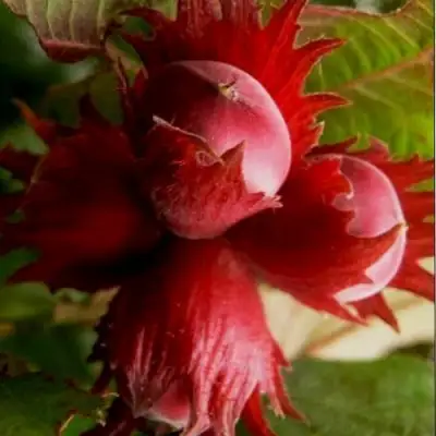 Фундук БАГРЯНЕЦ в Фаниполе