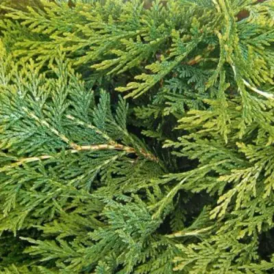 Кипарисовик ЭЛВУДИ ЭМПАЙР лавсона в Фаниполе